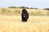 CHOW CHOW 020